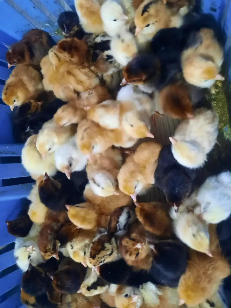 Golden Misery Mix Chicks 1 Day Old — photo 5
