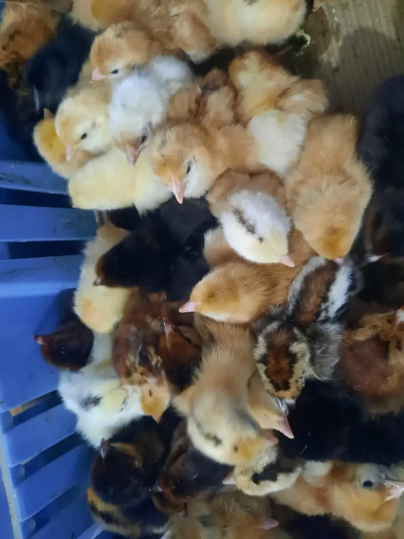 Golden Misery Mix Chicks 1 Day Old — photo 7