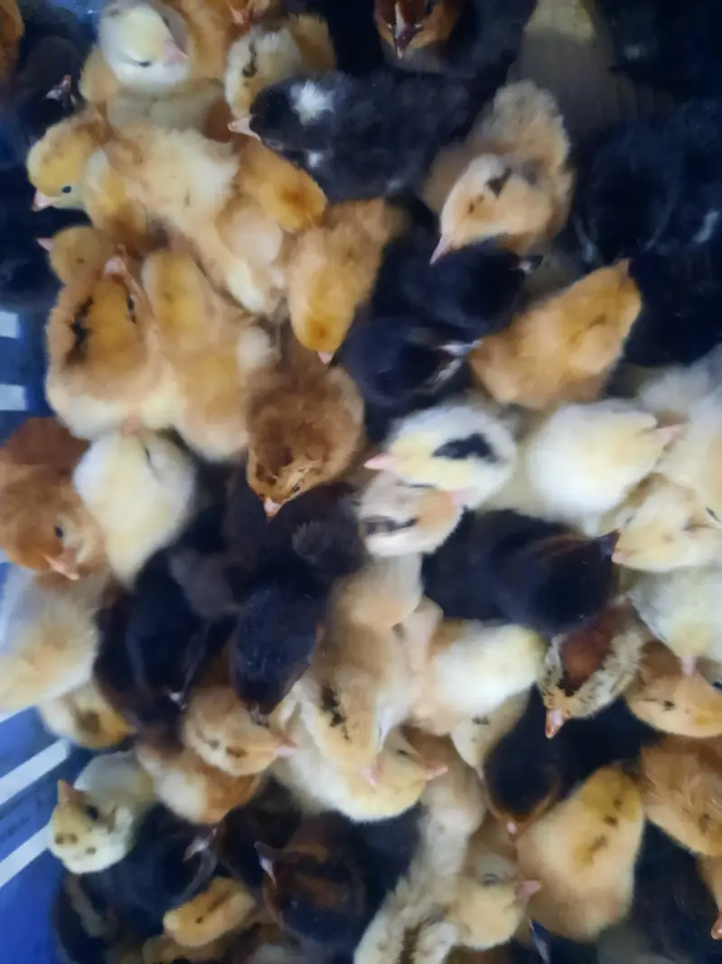 Golden Misery Mix Chicks 1 Day Old — photo 9
