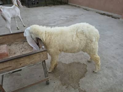sale for sheep