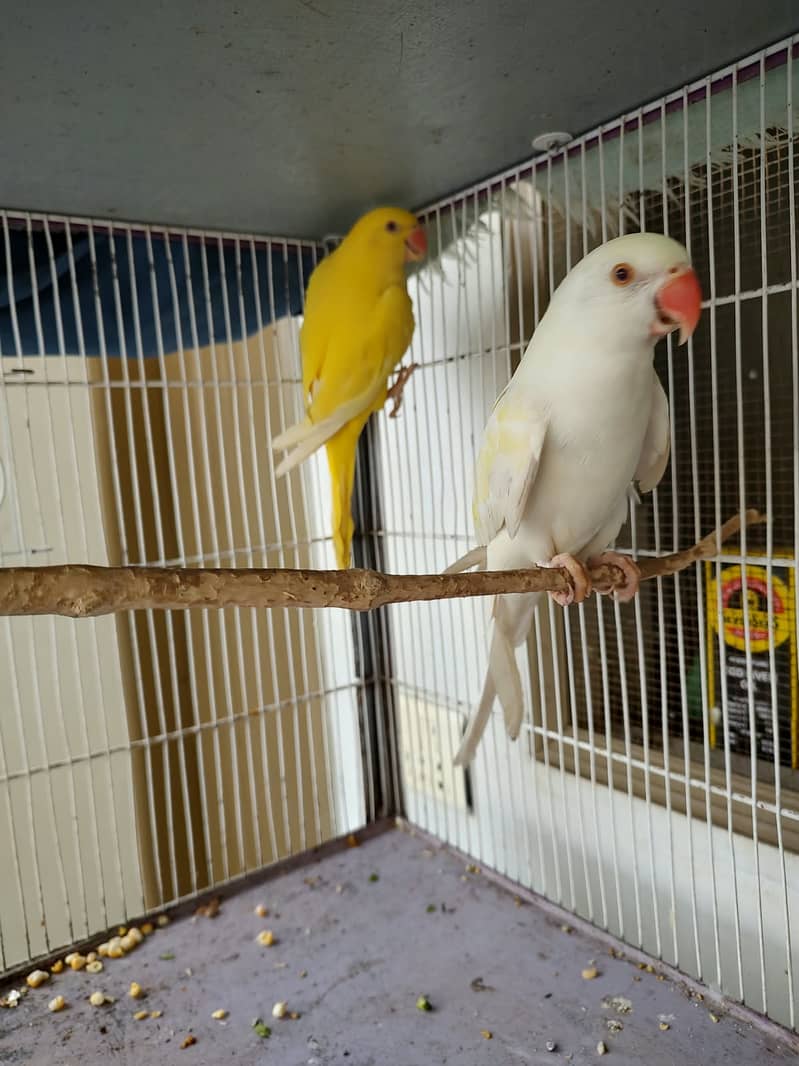 Ringneck parrots 0
