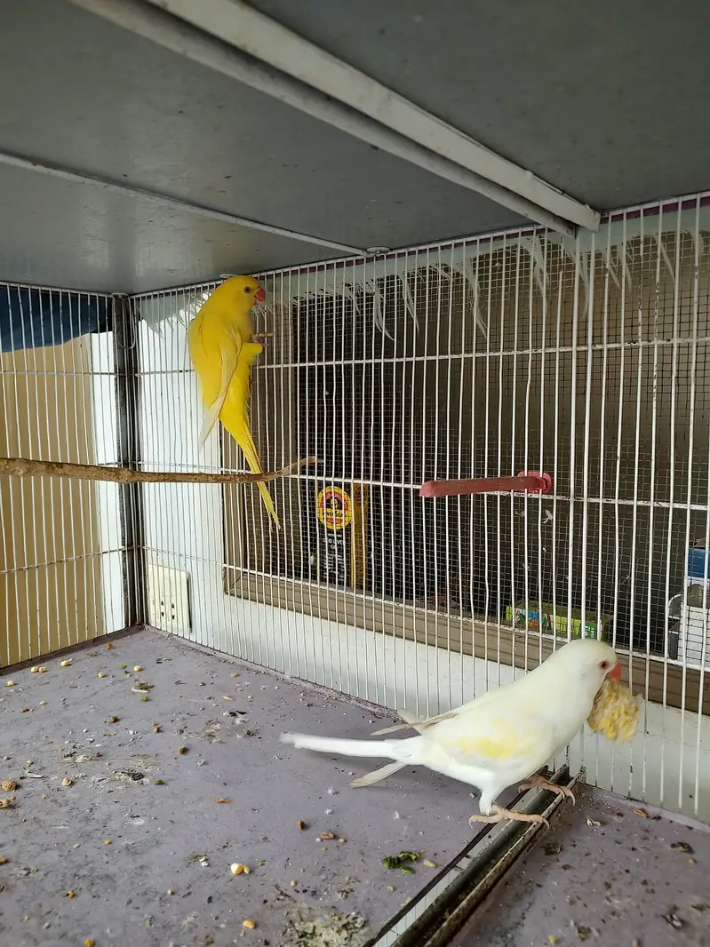 Ringneck parrots — photo 2