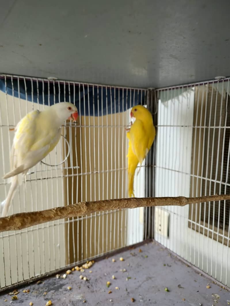 Ringneck parrots 2