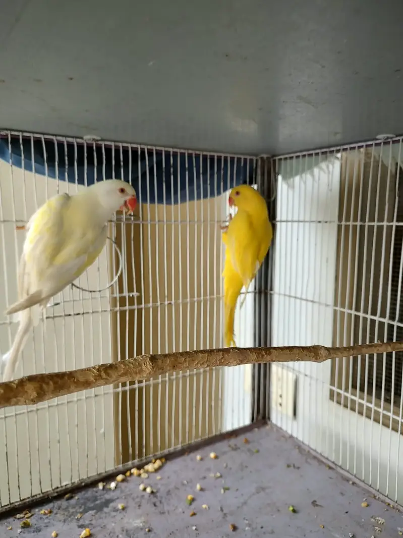 Ringneck parrots — photo 3