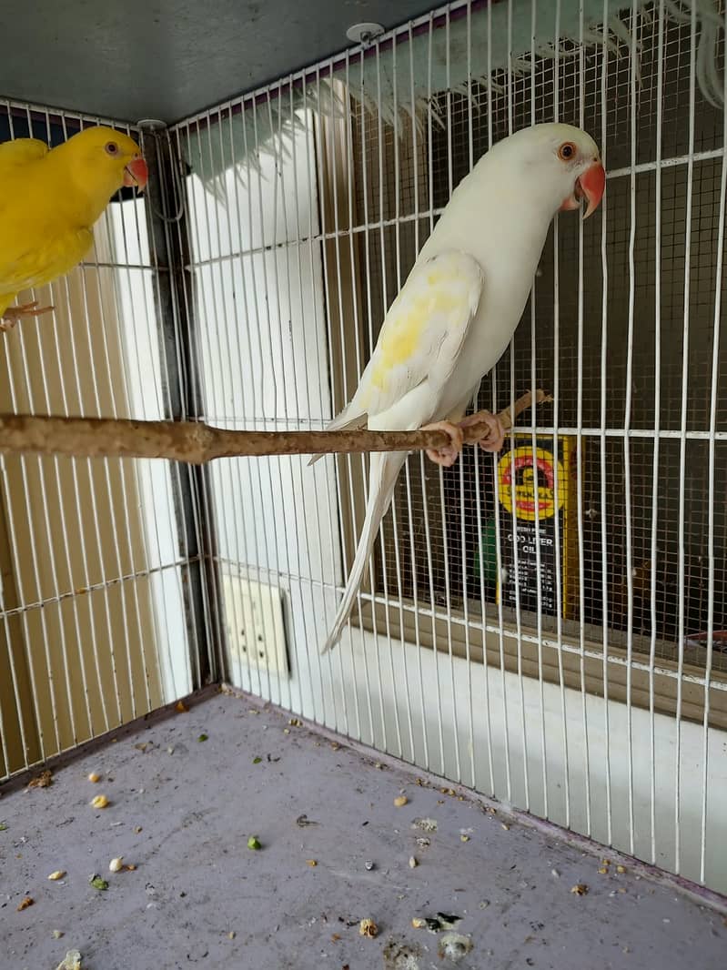 Ringneck parrots 3