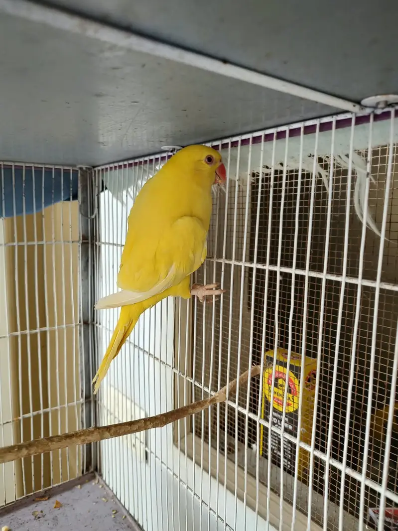 Ringneck parrots — photo 5