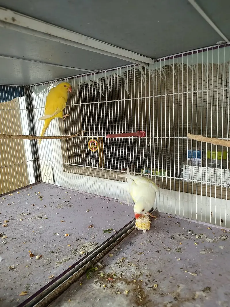 Ringneck parrots — photo 6