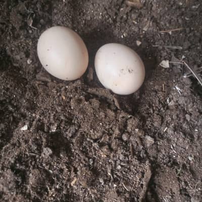 Desi hen