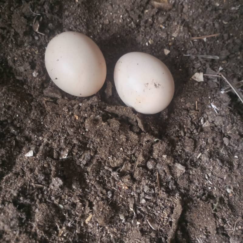 Desi hen 0