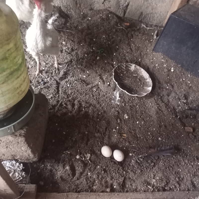 Desi hen 1