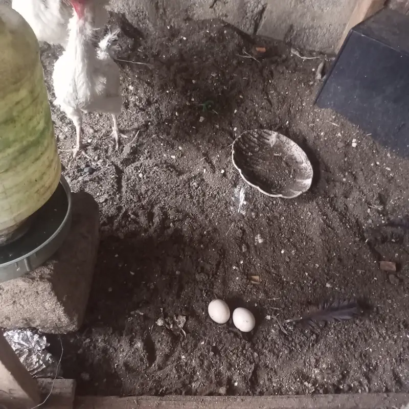 Desi hen — photo 2