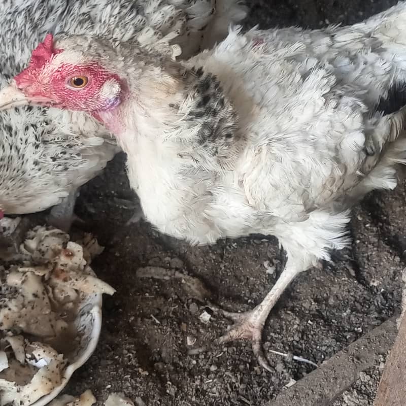 Desi hen 2