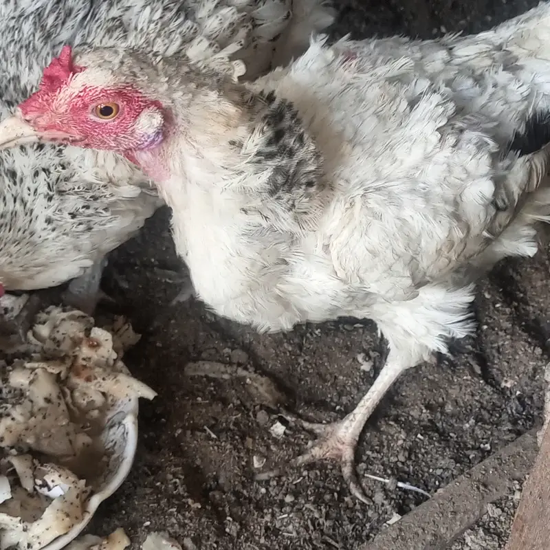 Desi hen — photo 3