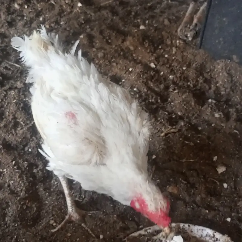 Desi hen — photo 4