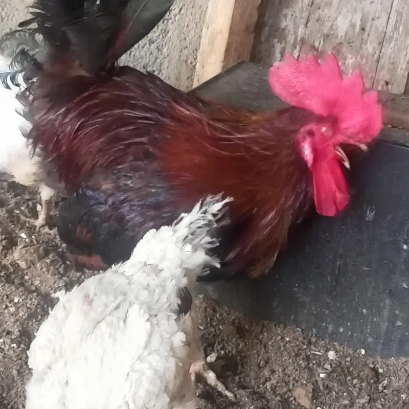 Desi hen — photo 5