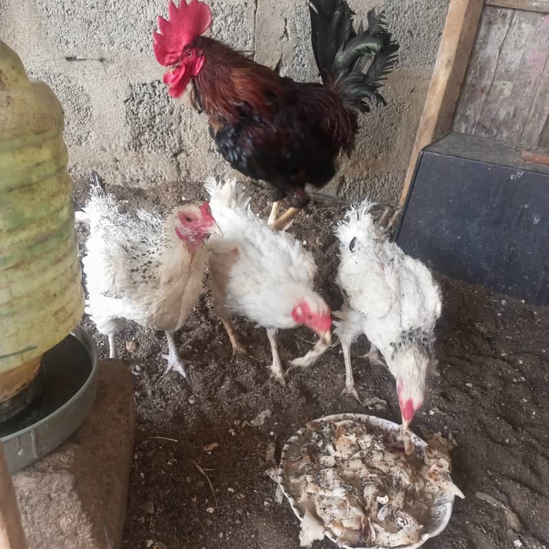 Desi hen 5
