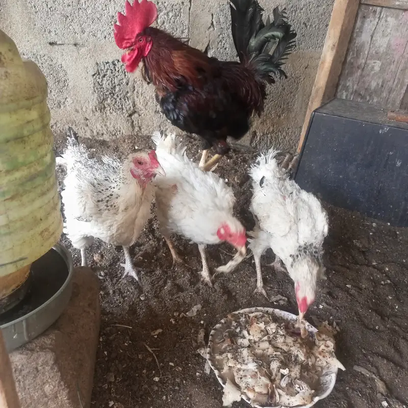 Desi hen — photo 6