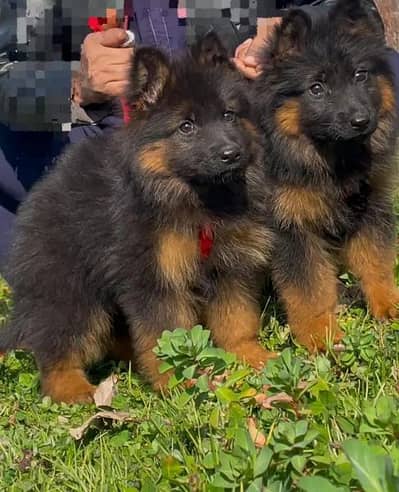 German shepherd puppy