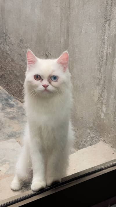 persion cat