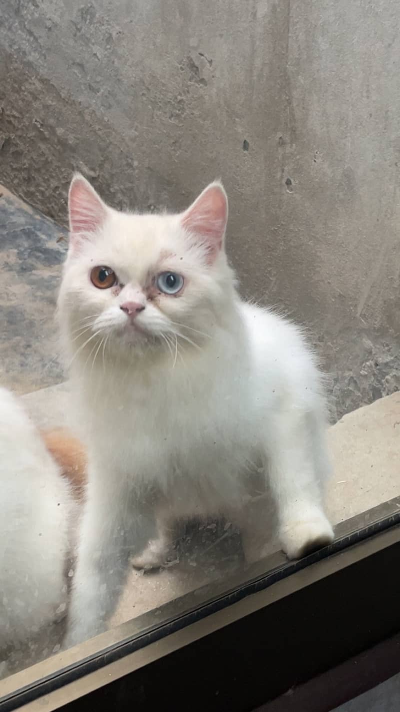 persion cat 1