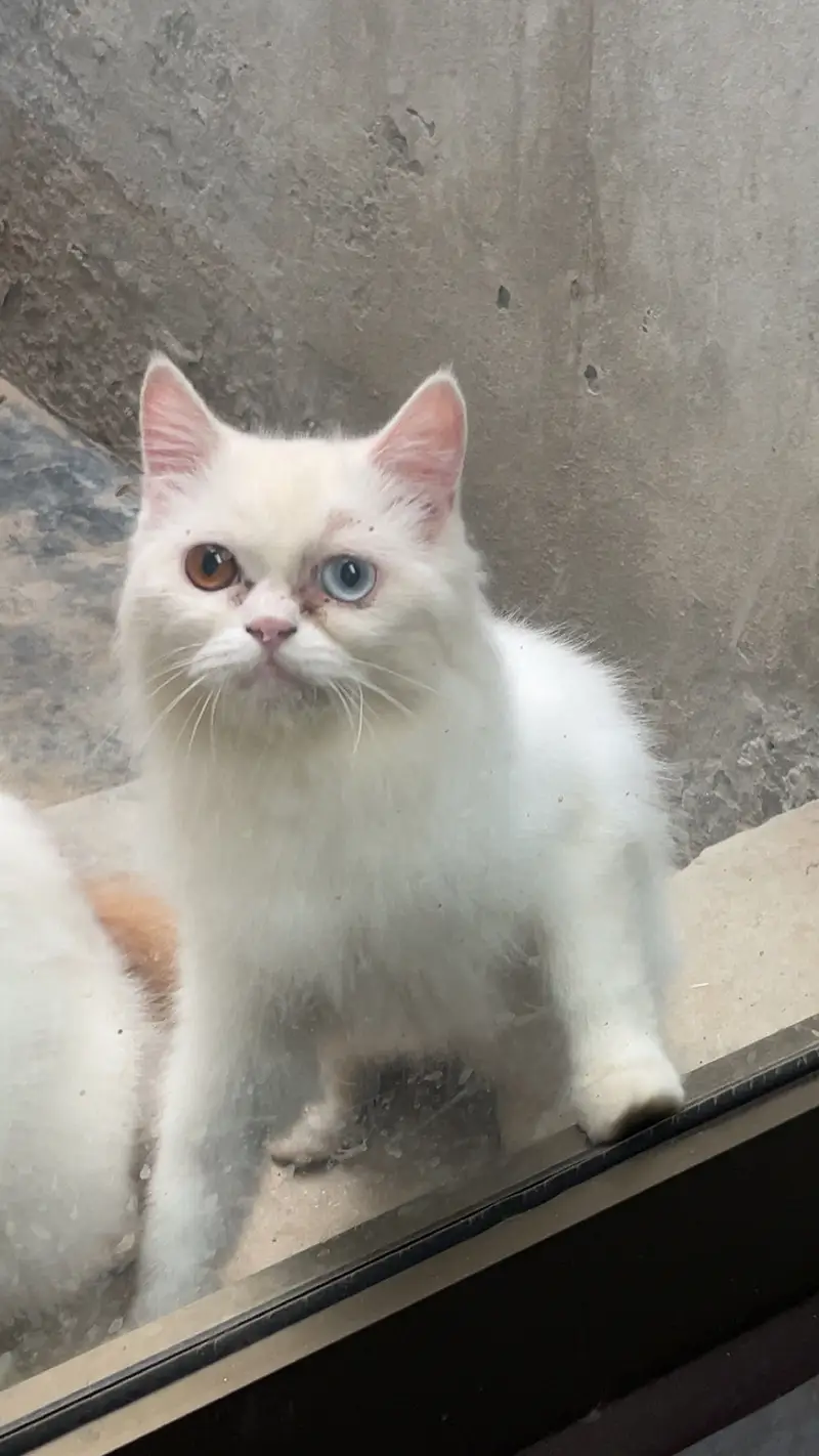 persion cat — photo 2
