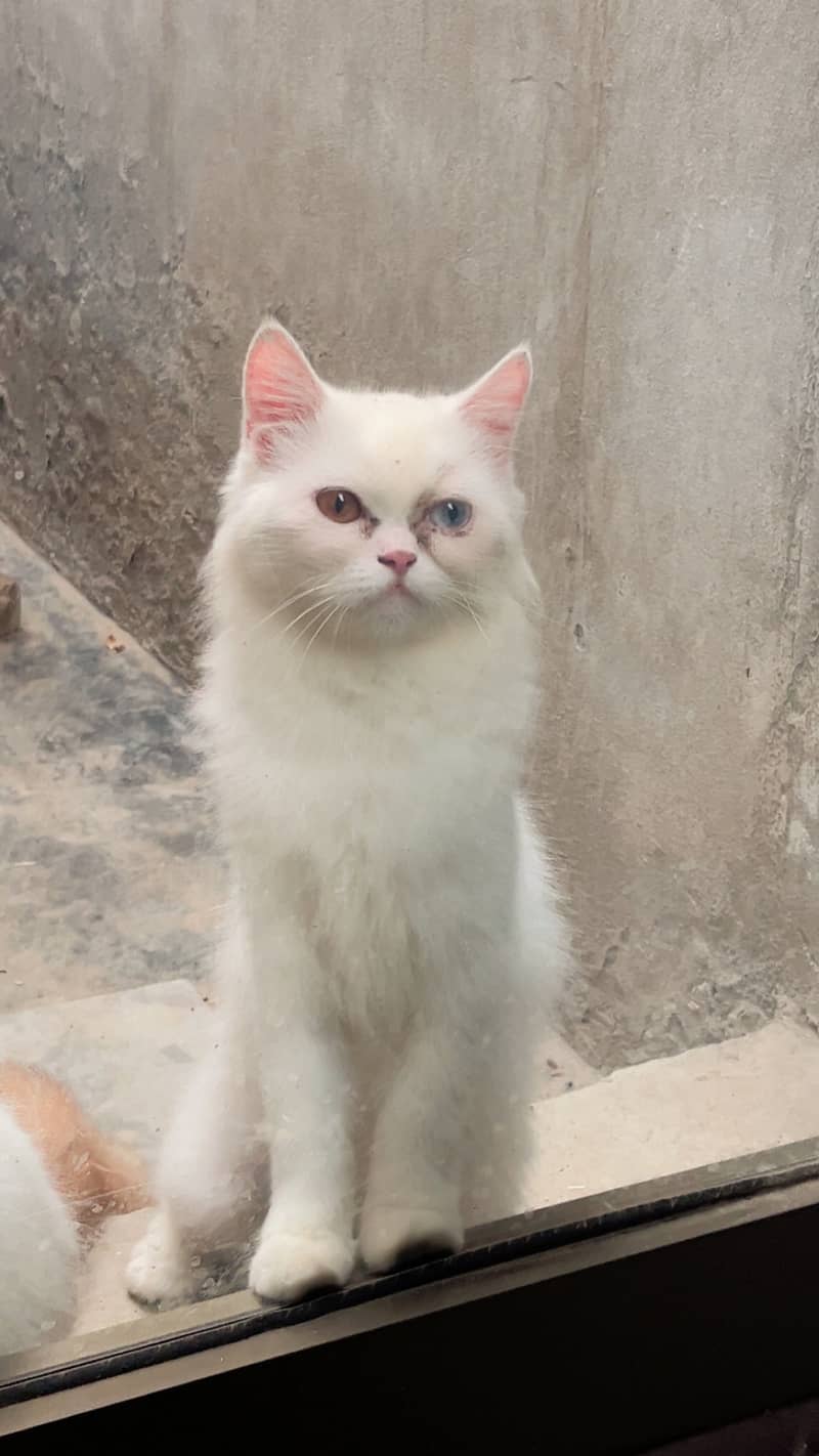 persion cat 2
