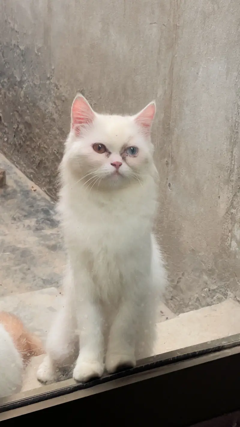 persion cat — photo 3