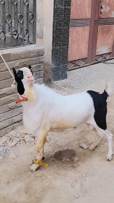 Top quality teddi males and female