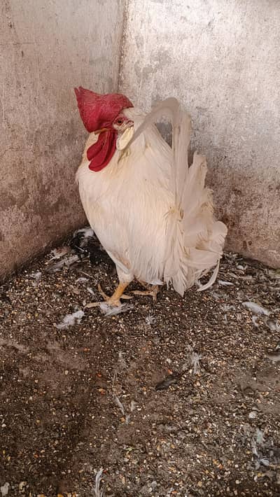 Pure daysi breeder Murgha