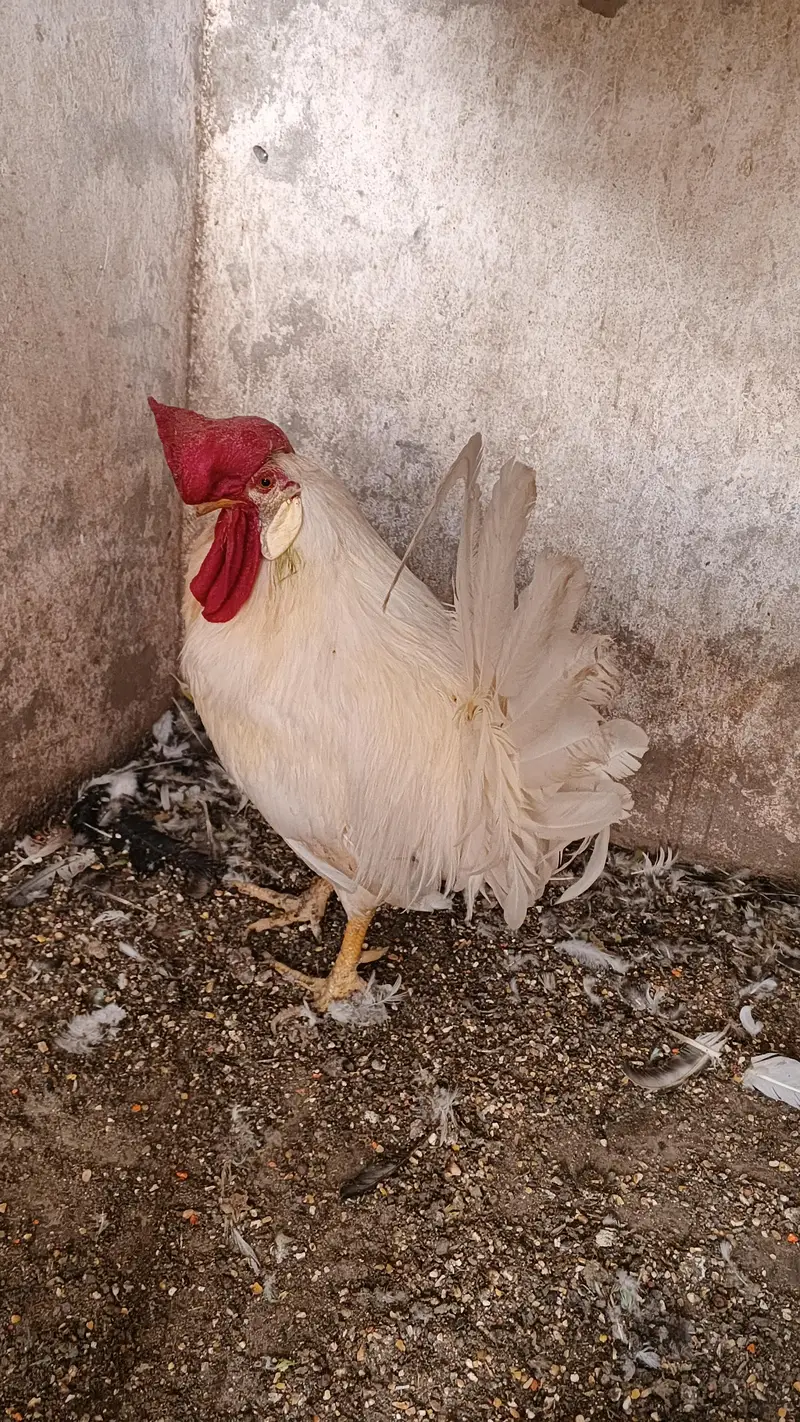 Pure daysi breeder Murgha — photo 2