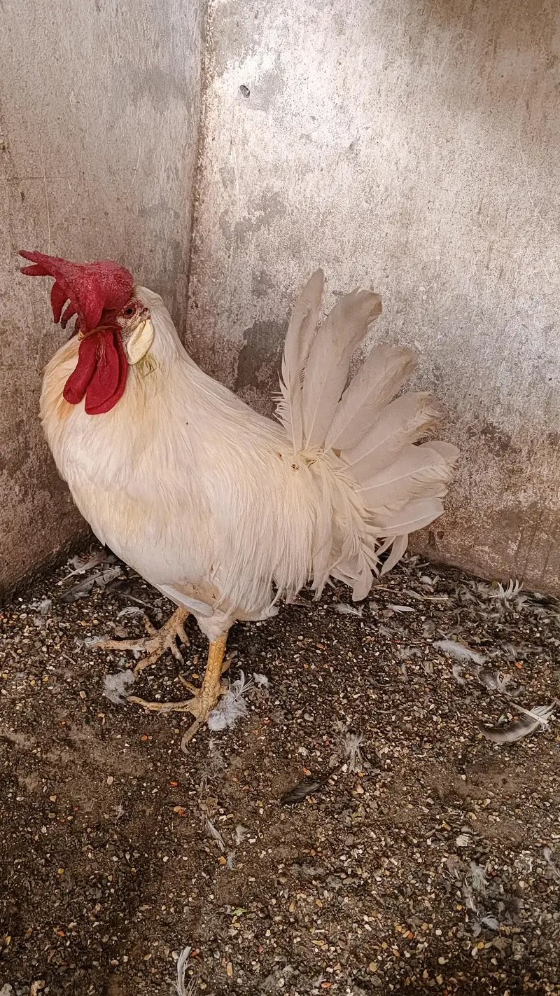 Pure daysi breeder Murgha — photo 3