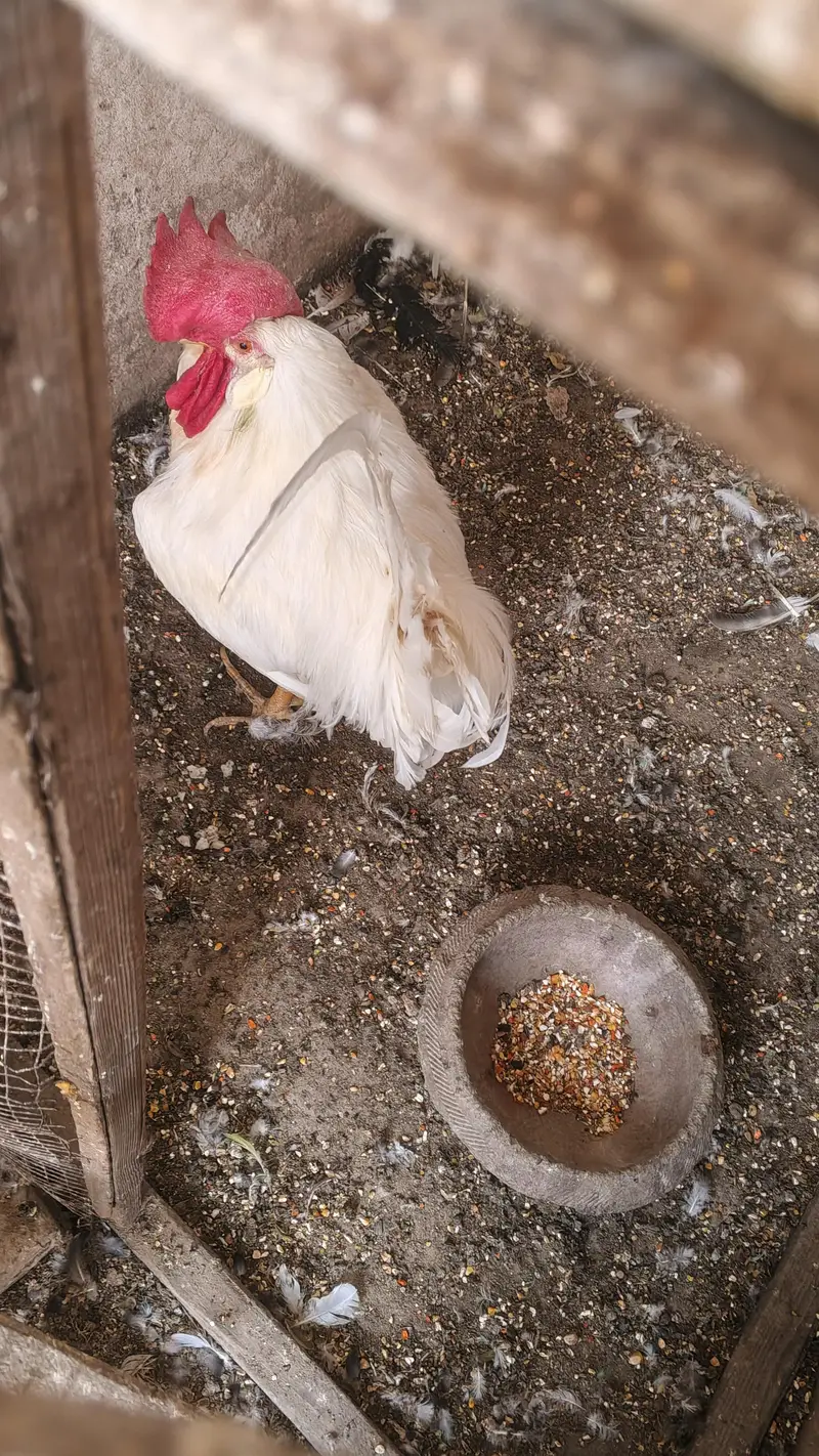 Pure daysi breeder Murgha — photo 4