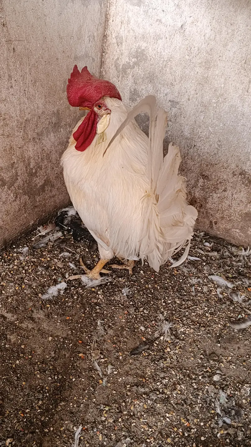 Pure daysi breeder Murgha — photo 5