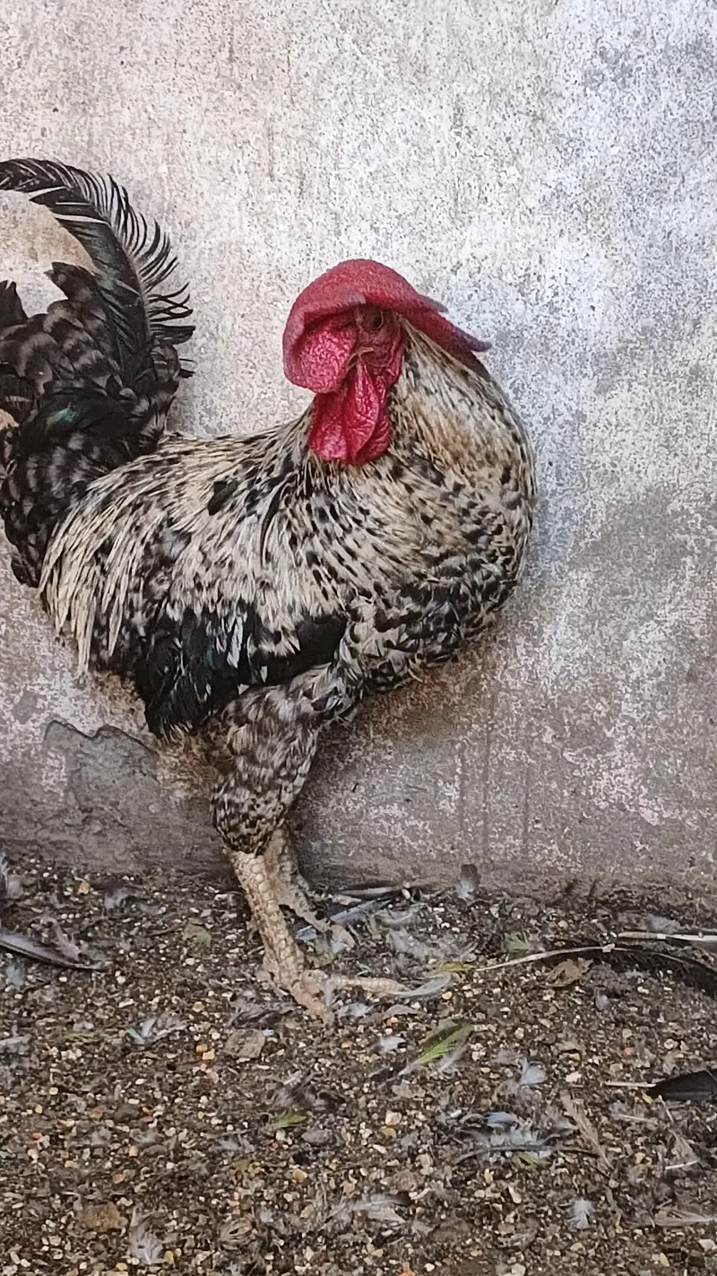 Pure daysi breeder Murgha — photo 6