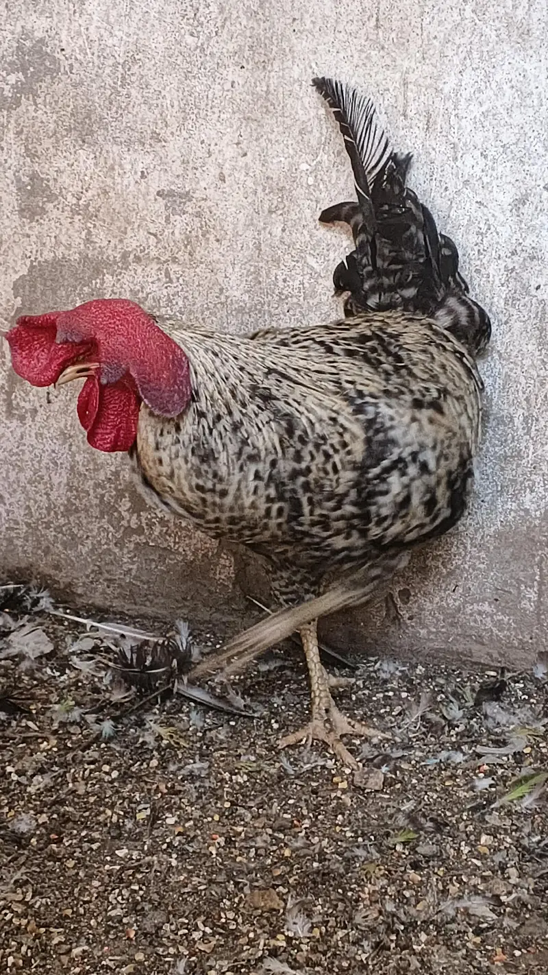 Pure daysi breeder Murgha — photo 7