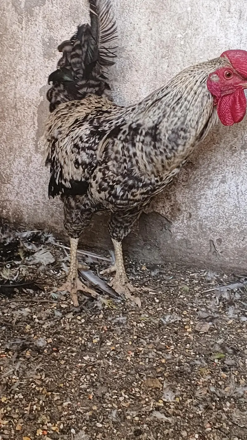 Pure daysi breeder Murgha — photo 8
