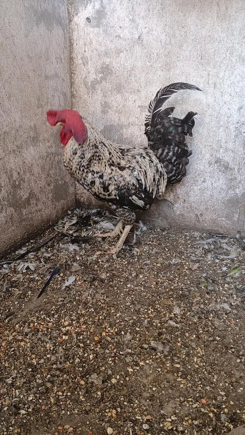 Pure daysi breeder Murgha — photo 9