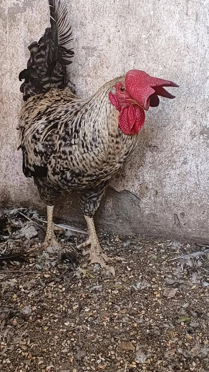 Pure daysi breeder Murgha — photo 10