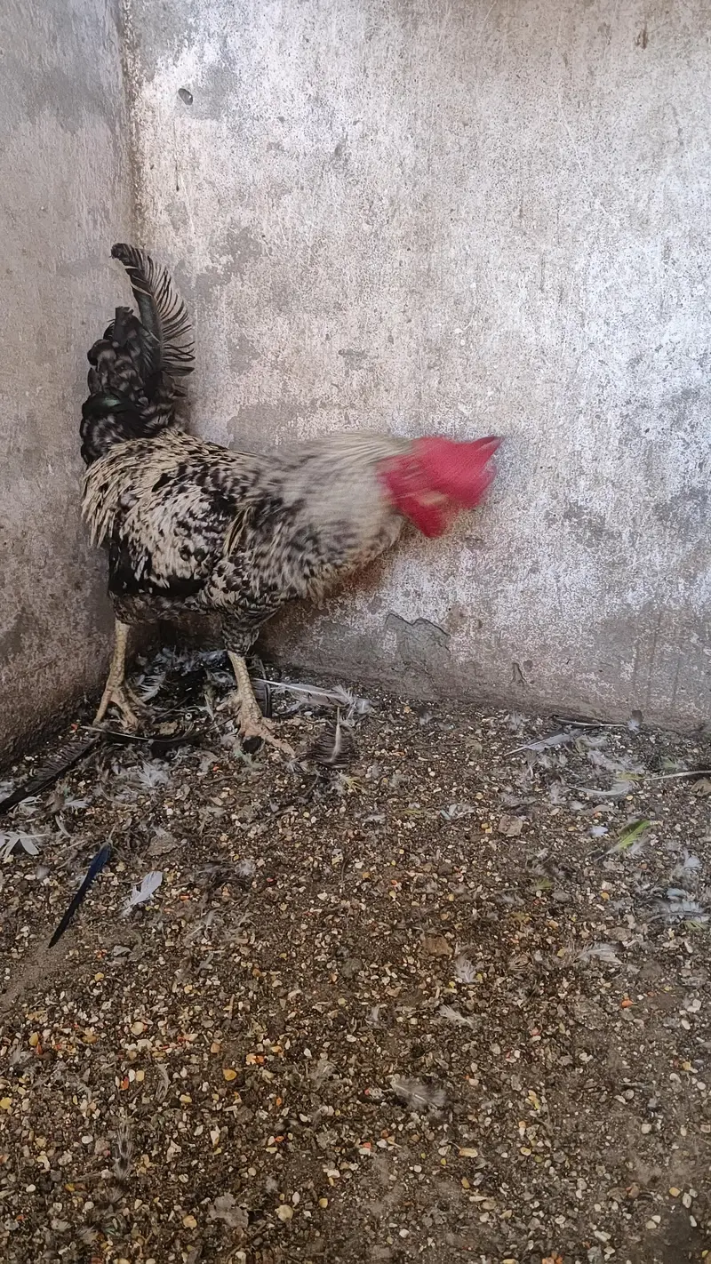 Pure daysi breeder Murgha — photo 11