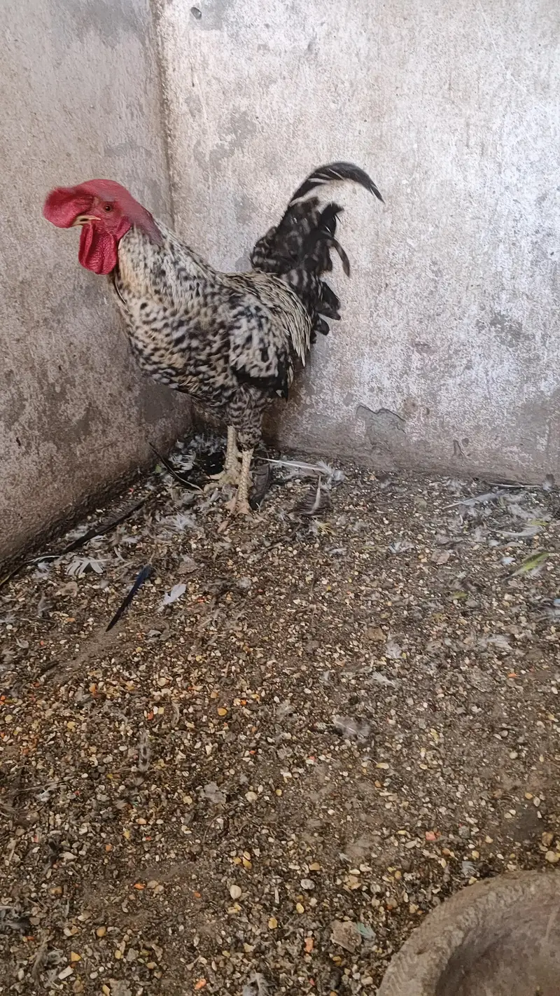 Pure daysi breeder Murgha — photo 12