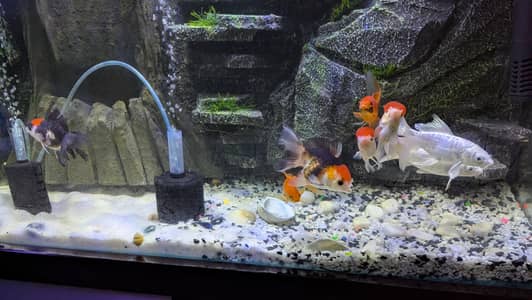 Koi and Gold fish