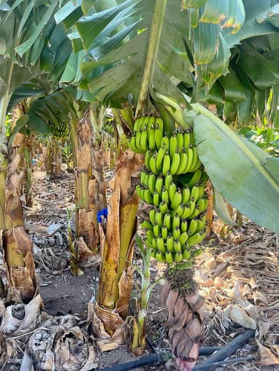 29 Ghuntha Agricultural Land & Banana Farm for Sale – Tando Soomro