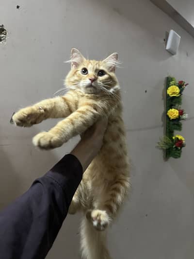 Cat for sale