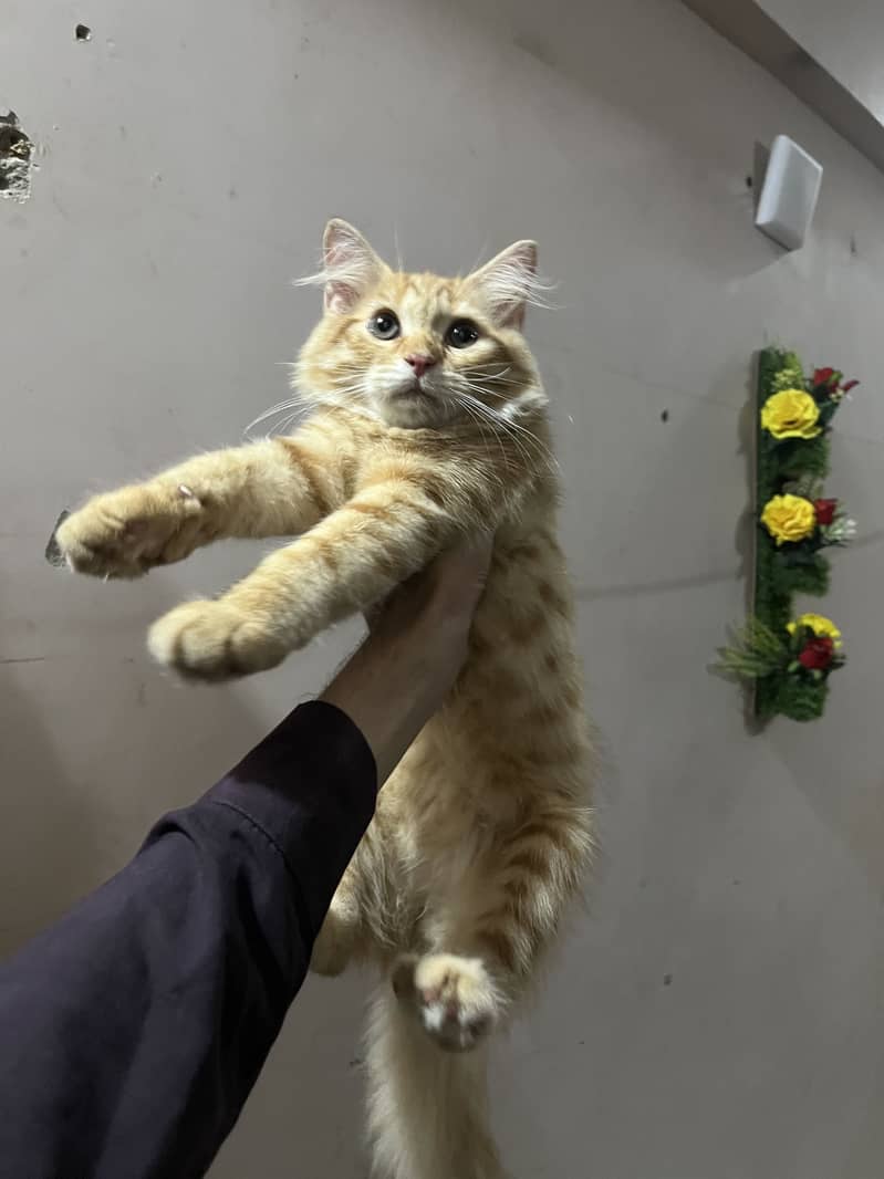 Cat pair 0