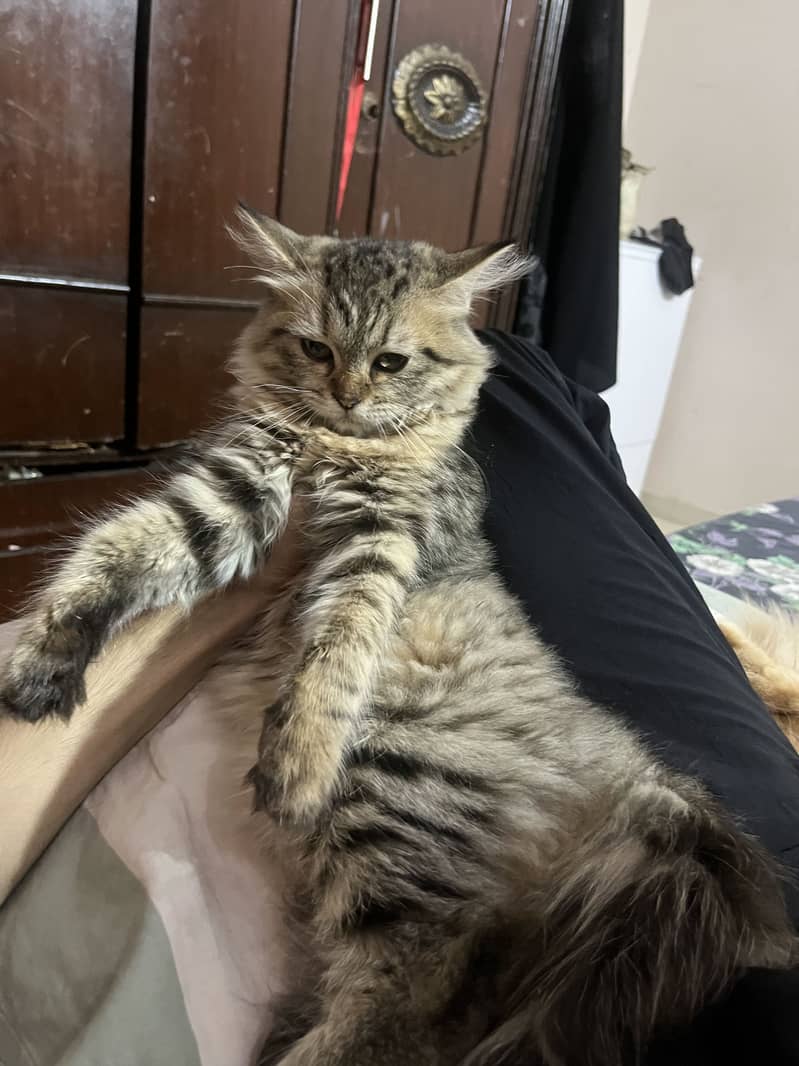 Cat pair 4
