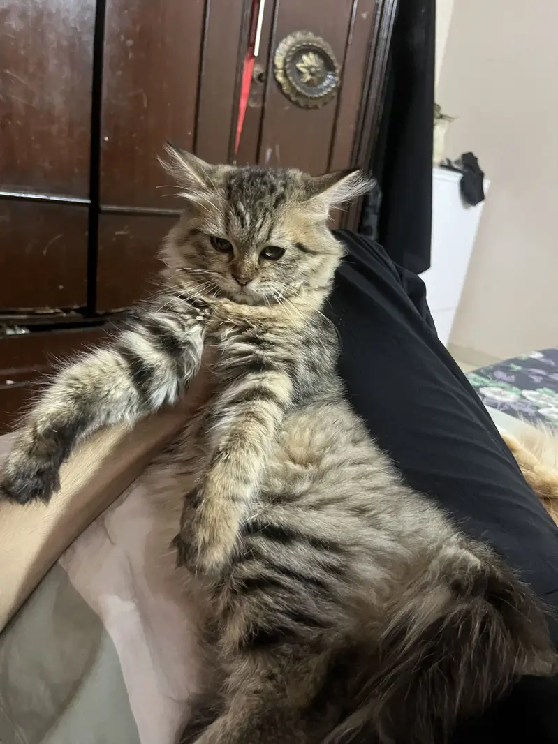 Cat pair — photo 5