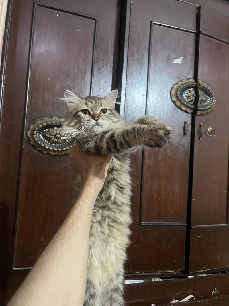Cat pair 6