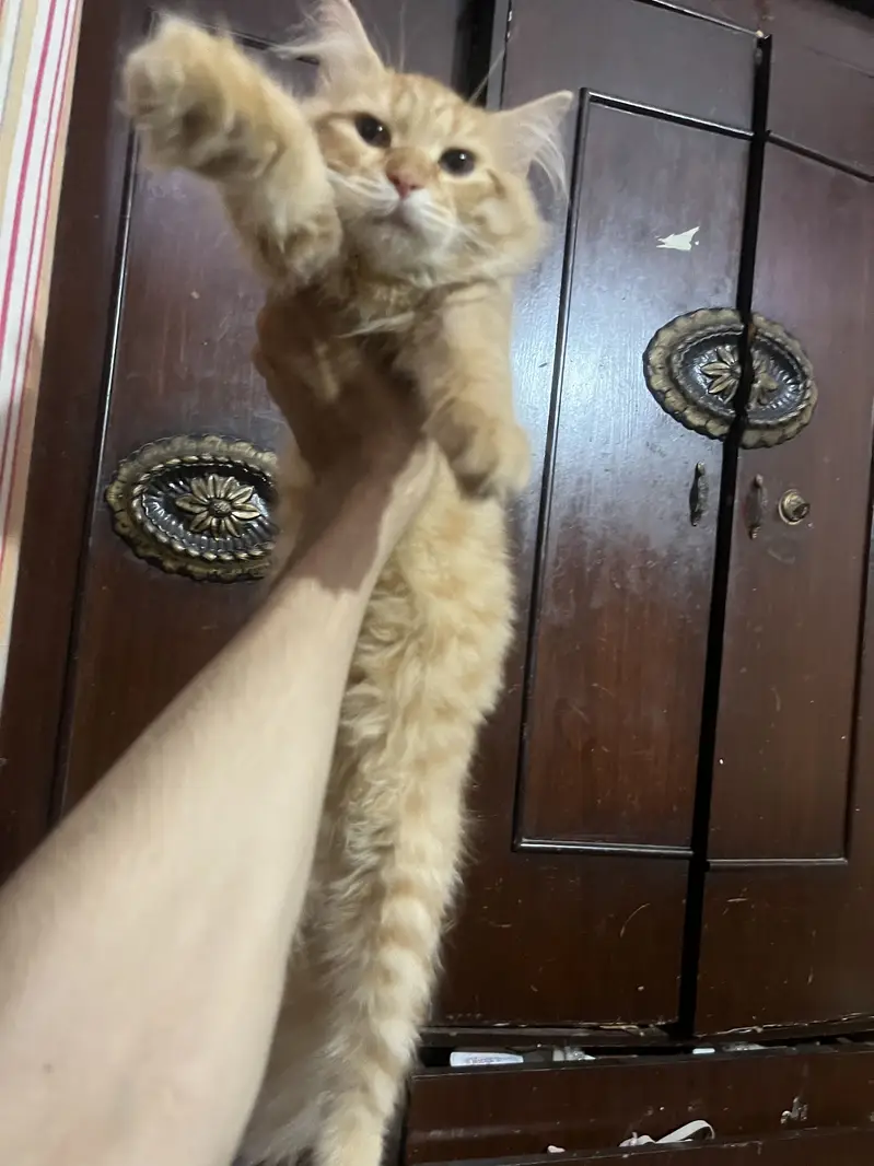 Cat pair — photo 9