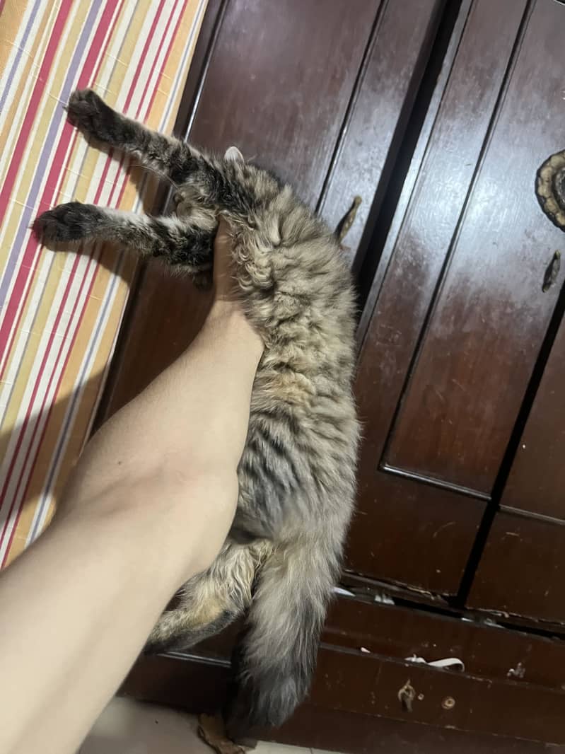 Cat pair 9