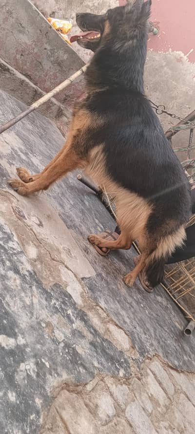 gsd female